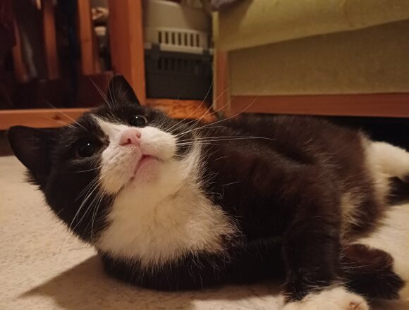 20260209_211813 Lissu, Jämsä