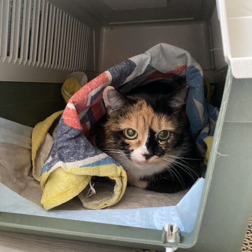 Angel Face, Helsinki