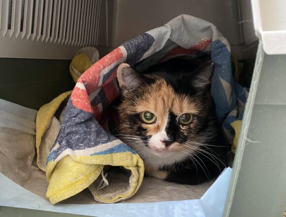 Angel Face, Helsinki