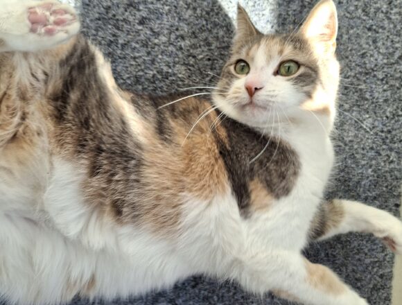 20260414_122215 Uma, Jyväskylä