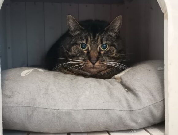 Kaustinen, Mäntsälä