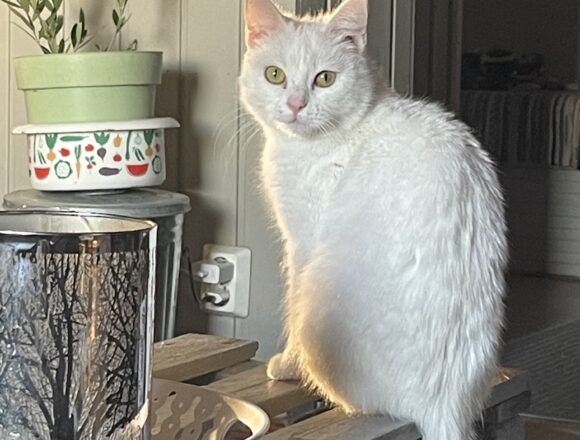 Nova, Sastamala