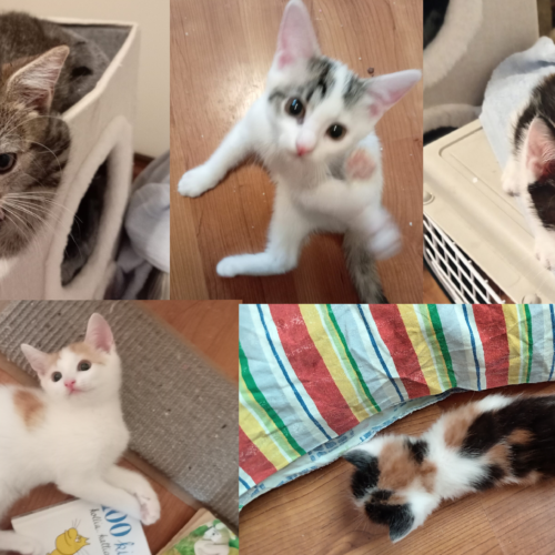 Tikru, Inkku, Hilma, Elsa-Justiina, Venla ja Hertta, Kerava (ei enää hakemuksia, kiitos!)