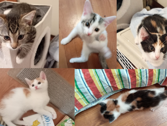 Tikru, Inkku, Hilma, Elsa-Justiina, Venla ja Hertta, Kerava (ei enää hakemuksia, kiitos!)
