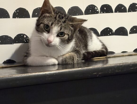Nätti, Hankasalmi (varattu)
