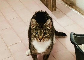 Britta_pieniprofiili Lady Britta, Jyväskylä