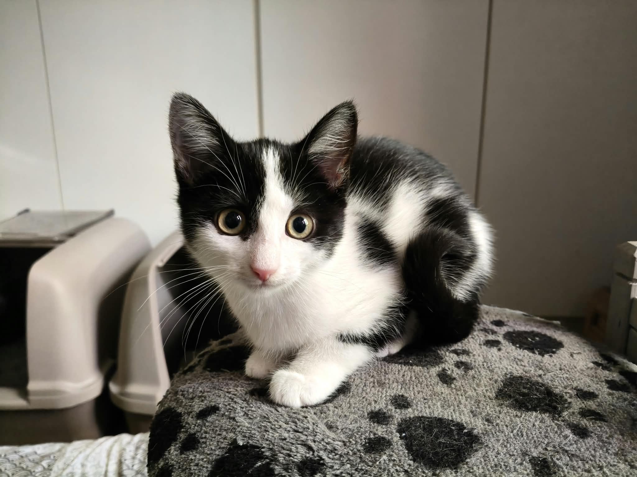 Sisko, Mäntsälä